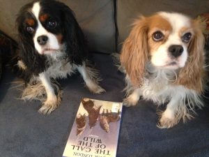 Dogs reading Call of the Wild