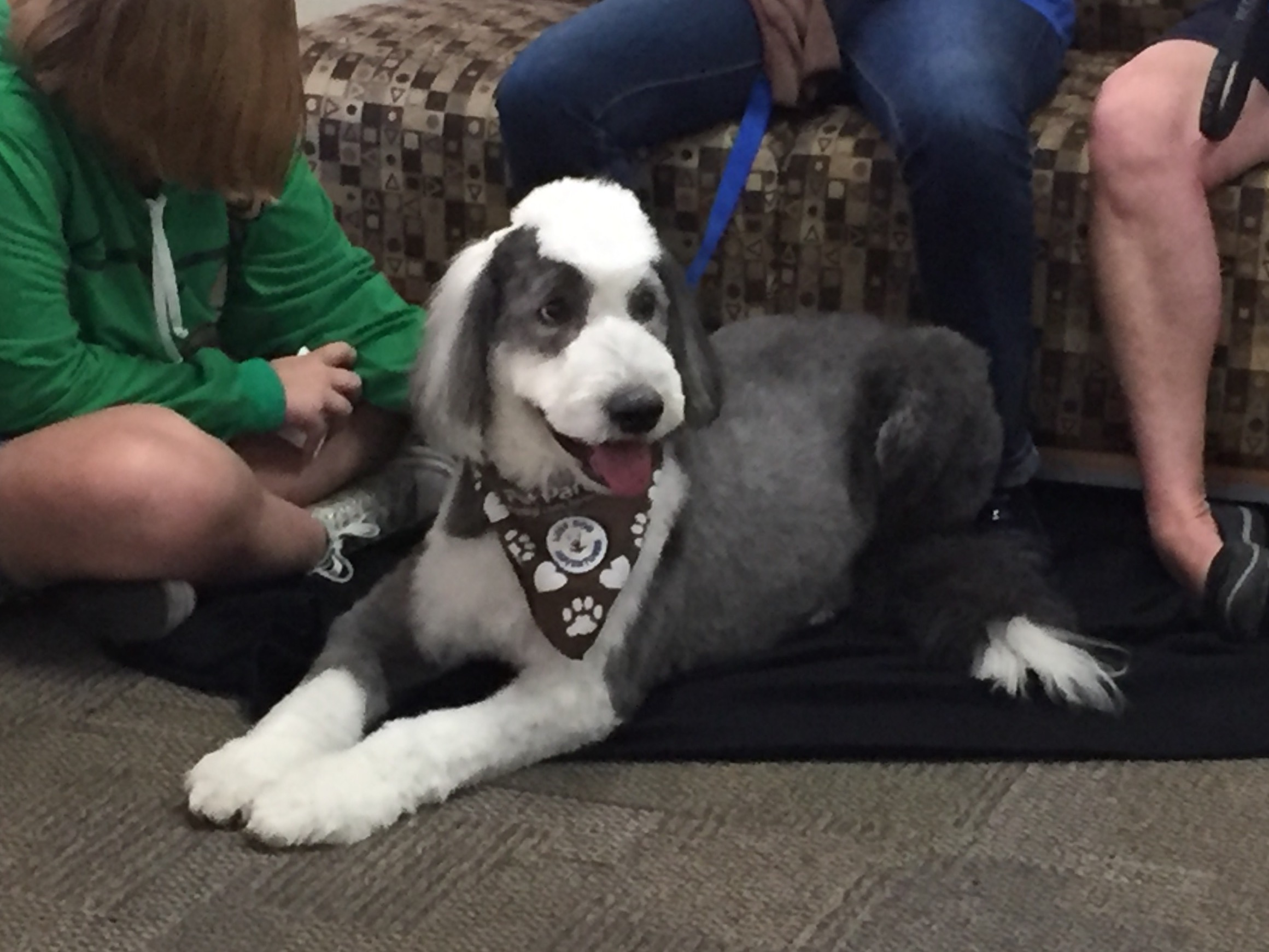 Therapy dog George