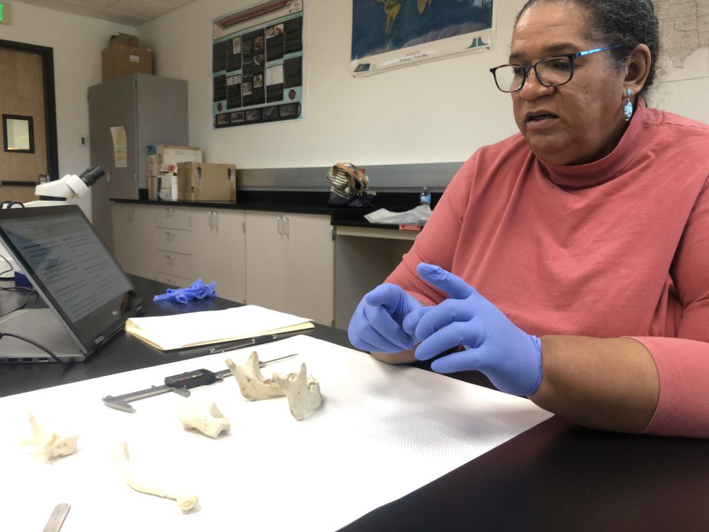 CSN launches forensic anthropology internship